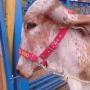 Subido por visitante en 9/2/2018 - Jaquimas para toros