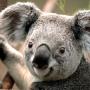Subido por visitante en 7/9/2015 - koala