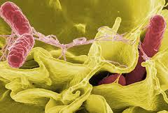 SALMONELLA