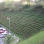 Vetiver en reforestaciones