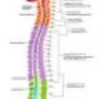 cerebro y medula espinal.