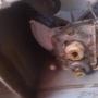 Subido por visitante en 6/2/2017 - MANGUERA DE DESAGUE Y LA BOMBA NECESITO ESTAS PIEZAS
