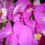 Subido por visitante en 28/3/2018 - orquideas del Jesús Nazareno